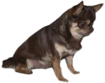 AKC Chihuahuas Puppies For Sale AZ