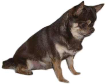 akc chihuahua