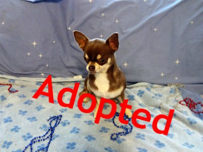 Akc Chihuahuas Puppies For Sale Chihuahua Breeder In Arizona At