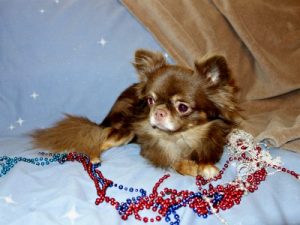 AKC Chihuahua Dog Breeders AZ