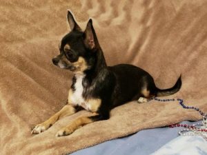 Outwest's Buffy - Female AKC Chihuahua Chihuahua Breeders in Arizona