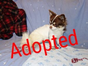 Frodo Baggins, AKC Male Chihuahuas Male Chihuahuas for Sale in AZ