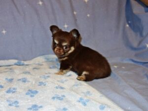 Dolly, AKC Female Available Female AKC Chihuahua Puppy for Sale