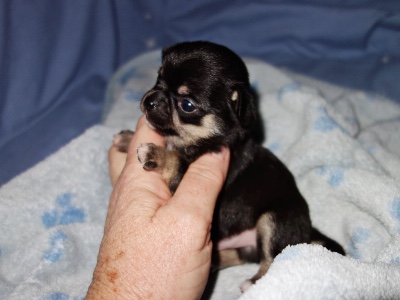 Black and tan long haired chihuahua puppies for sale sale
