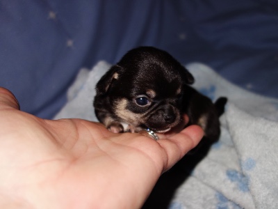 Toy Chihuahua being held