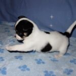 Adorable Chihuahua puppy lying flat on his stomach