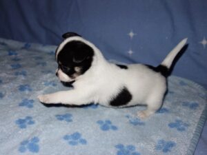 Adorable Chihuahua puppy lying flat on his stomach