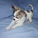 adorable Chihuahua puppy lying on sheets