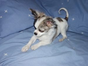 adorable Chihuahua puppy lying on sheets