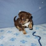 Cute Chihuahua puppy with a dark coat