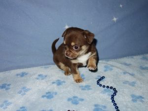 Cute Chihuahua puppy with a dark coat