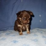 an adorable Chihuahua puppy
