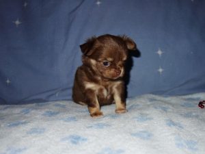 an adorable Chihuahua puppy