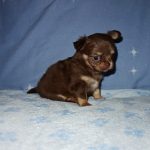 Adorable Chihuahua puppy with dark fur