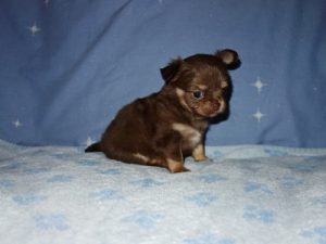 Adorable Chihuahua puppy with dark fur